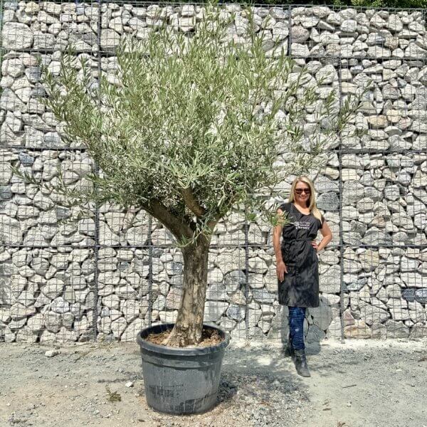 Buy Olive Trees UK For Sale Online Wide Range