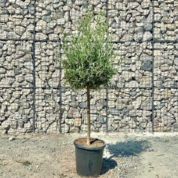 Tuscan Olive Tree Half Standard (Compact Crown) - 39E67F49 8D6E 47F8 A2C6 48F18431DB09 scaled