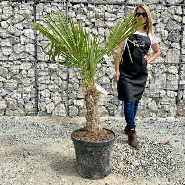 E901 Trachycarpus Fortunei (Chusan palm) - 3BD8995F 65D9 4A82 BD5E 79A1F4C75D16 1 105 c