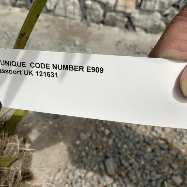 E909 Trachycarpus Fortunei (Chusan palm) - 3C83E60E 5740 491C 904F 9B4067D0C3A7 1 105 c