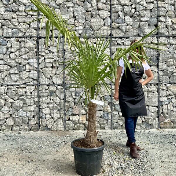 E902 Trachycarpus Fortunei (Chusan palm) - 3C85A497 1441 4948 985C 6D7BB07BF115 1 105 c