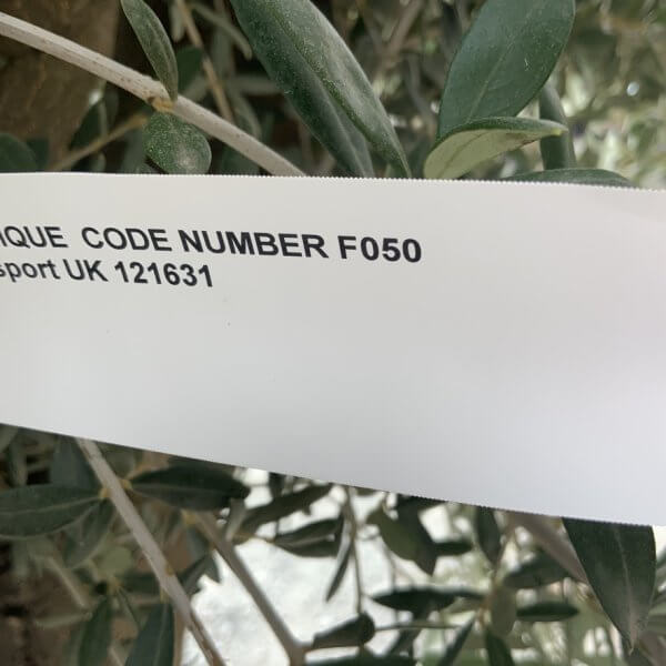 F050 Individual Multistem Olive Tree XXL (Super Chunky) - 3EADEC64 3A56 4E27 8445 590E7D391656 1 105 c