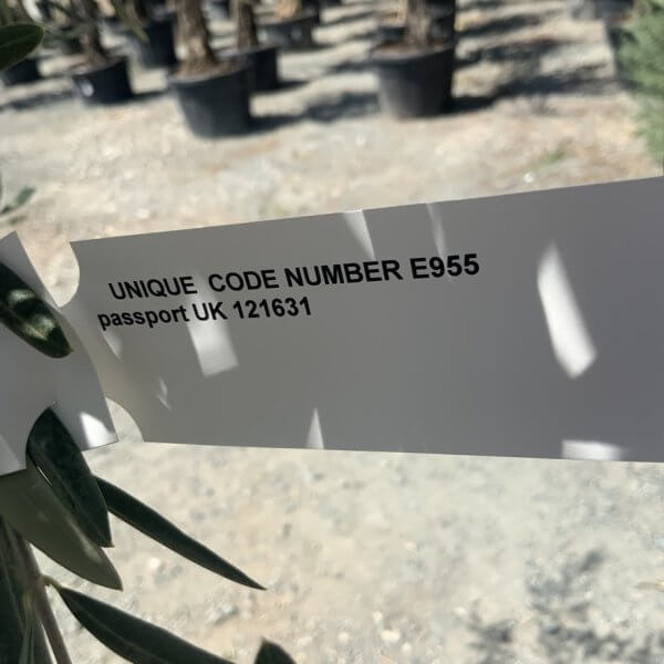 E955 Individual Multistem Olive Tree XXL (semi Gnarled) - 44FCA12A 3DAA 47B6 B617 AC46A5D20FB9 1 105 c