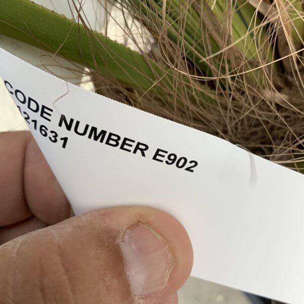 E902 Trachycarpus Fortunei (Chusan palm) - 47D2A0D9 344F 455A ACE2 48A58D648B82 1 105 c