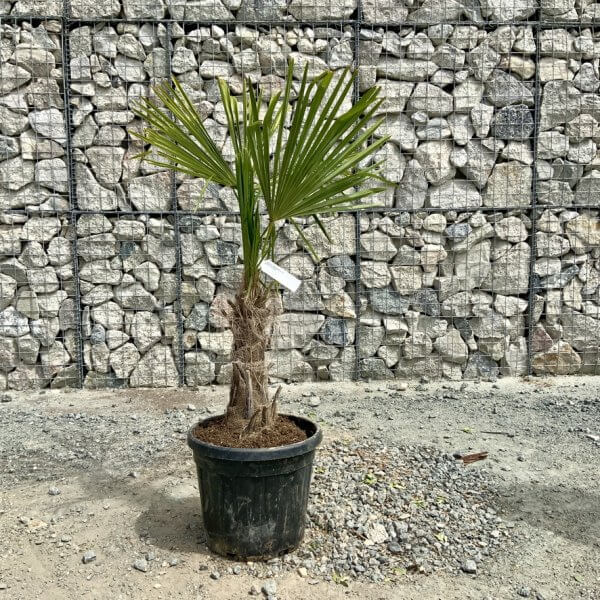E915 Trachycarpus Fortunei (Chusan palm) - 4E18E89B 0B8D 4008 A13C 2882A7CD1232 1 105 c