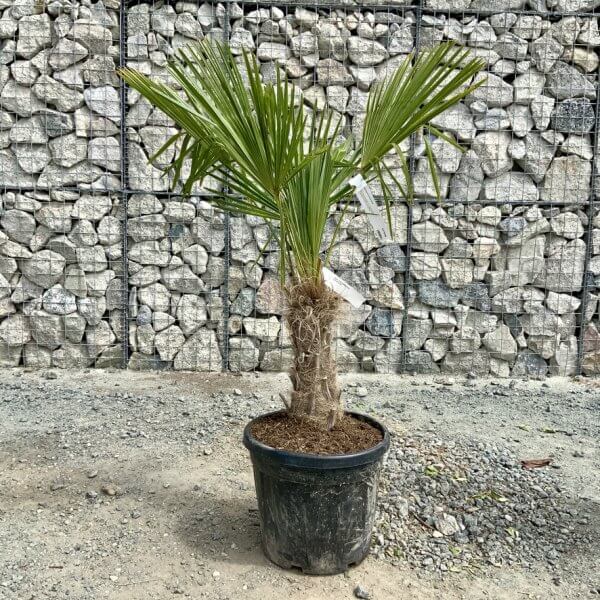 E901 Trachycarpus Fortunei (Chusan palm) - 5AF9302F 6EBC 4F72 AD84 F448CE34D313 1 105 c