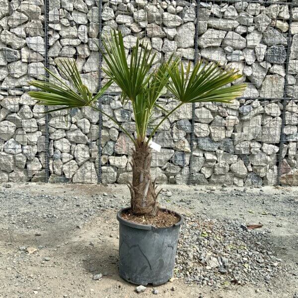 E907 Trachycarpus Fortunei (Chusan palm) - 5BA9CC28 69CE 4131 B18D C5B041D3DF2B 1 105 c