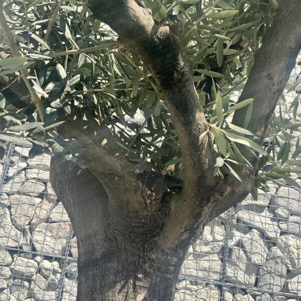 E944 Individual Multistem Olive Tree XXL (Semi Gnarled) - 5CC91B8C FEE8 46D4 865C E8659BF7CAC7 scaled