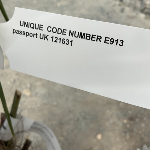 E913 Trachycarpus Fortunei (Chusan palm) - 62833B4F 172E 489B 8FE5 4C03DD5DB79A 1 105 c