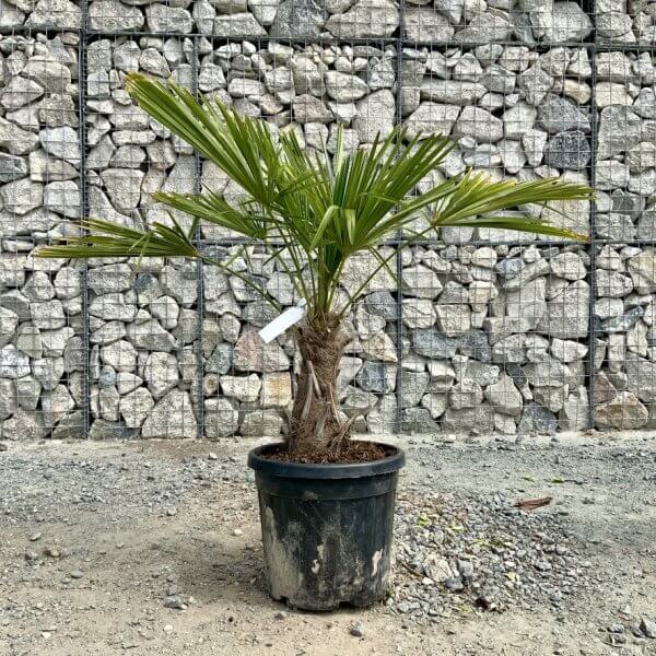 E903 Trachycarpus Fortunei (Chusan palm) - 67B9DAB1 F9EF 4F67 B4CA E334166F2540 1 105 c