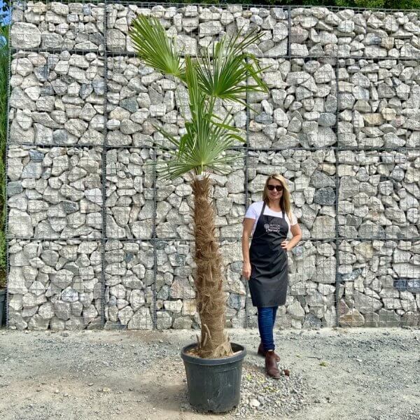 E899 Trachycarpus Fortunei (Chusan palm) - 6E15A04A DB8B 42B5 BCAF 2E8B99CA15AA 1 105 c