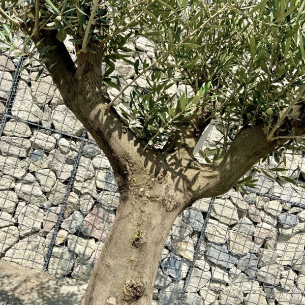 E992 Individual Multistem Olive Tree XXL (semi Gnarled) - 6F027DA6 EE6B 4423 87DD 025E3D2141F8 1 105 c