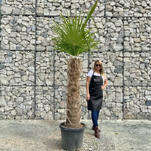E897 Trachycarpus Fortunei (Chusan palm) - 7BCE46C1 D854 407C 8863 80256D5395F1 1 105 c