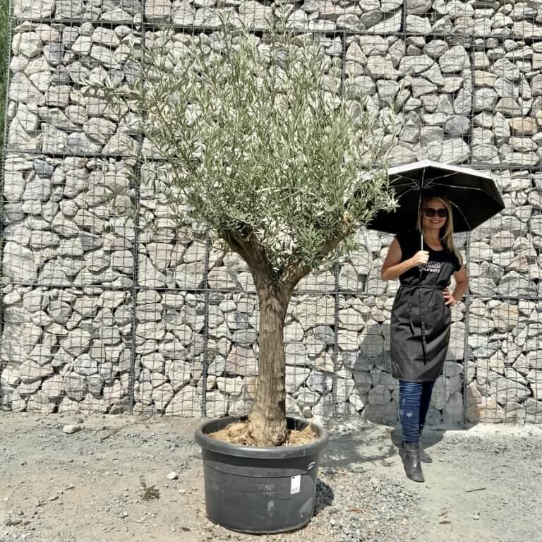 Buy Olive Trees UK For Sale Online Wide Range