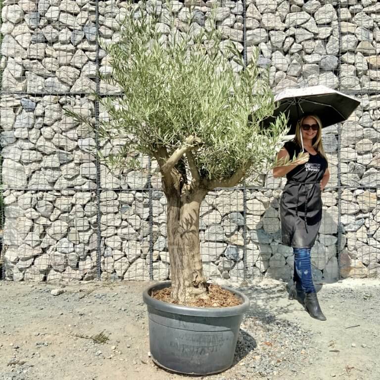 Buy Olive Trees UK For Sale Online Wide Range