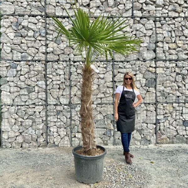 E880 Trachycarpus Fortunei (Chusan palm) - 8AAFE5D6 A7B1 48E1 8714 238F9AB28AEF 1 105 c