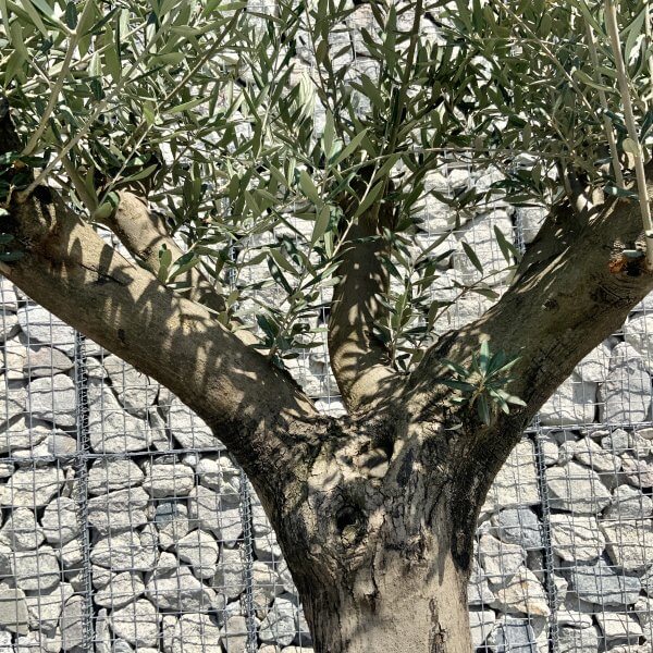 E946 Individual Multistem Olive Tree XXL (Semi Gnarled) - 8D6AC290 03E9 4DC1 86E8 60C82BCB24A7 scaled