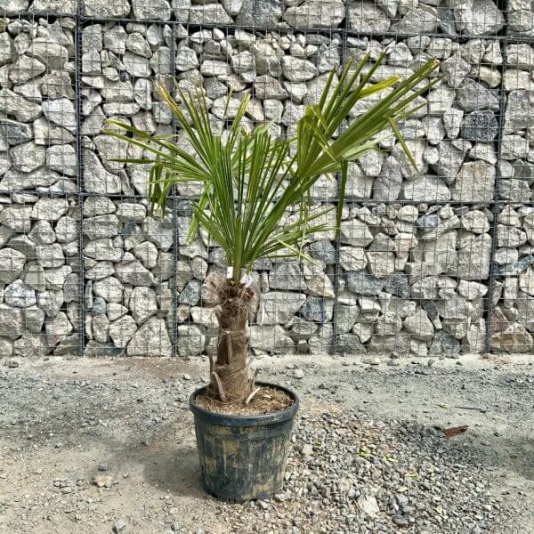 E916 Trachycarpus Fortunei (Chusan palm) - 9C9EB9D7 231B 47E0 A8B1 160D35469CE1 1 105 c