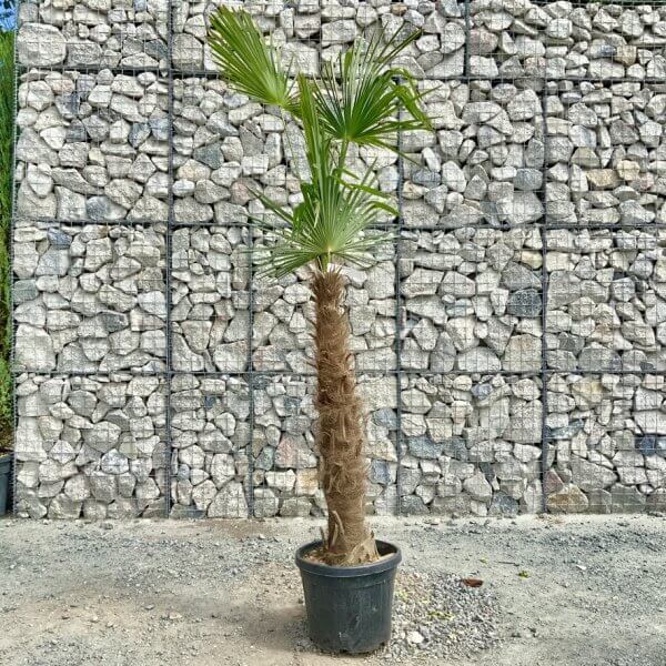 E899 Trachycarpus Fortunei (Chusan palm) - 9D54A698 186B 4DF7 B849 98D866E76C71 1 105 c