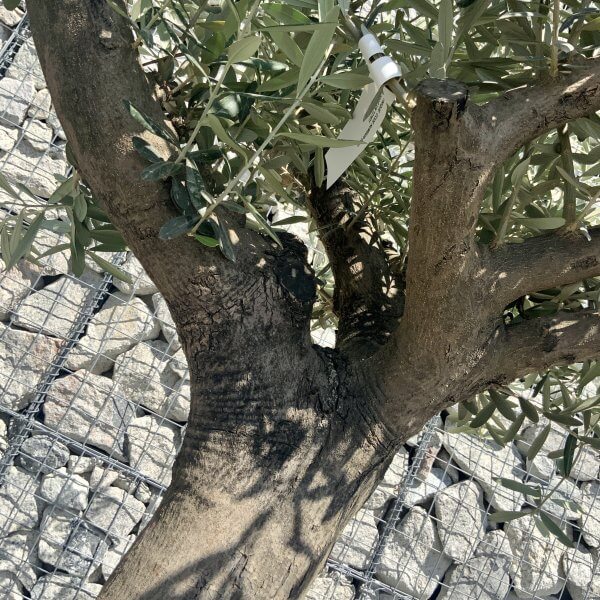 E950 Individual Multistem Olive Tree XXL (Semi Gnarled) - 9D7E83BD FE75 4493 A783 50B835091524 scaled