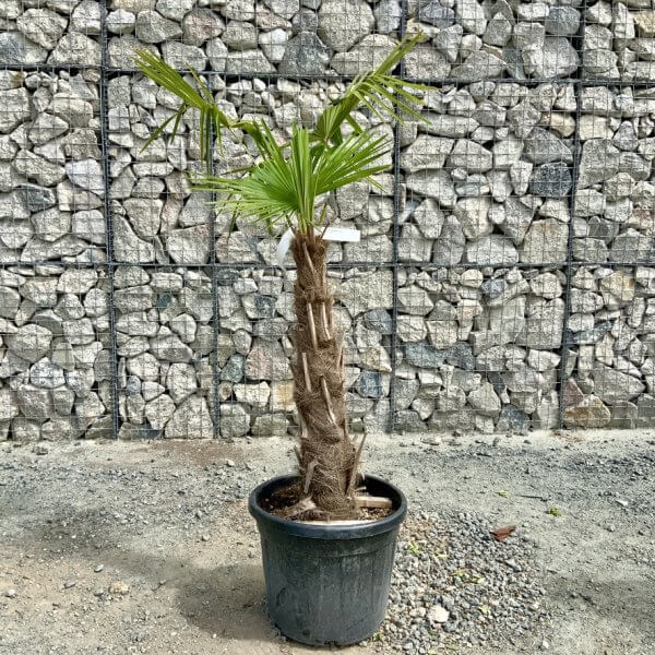 E889 Trachycarpus Fortunei (Chusan palm) - A0D30EB5 15EE 4067 8F82 06E5D6C5B918 1 105 c