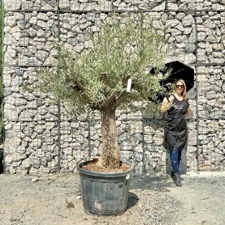 Buy Olive Trees UK For Sale Online Wide Range
