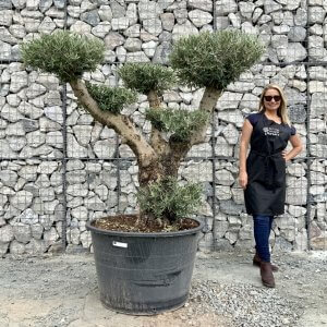 F011 Olive Tree Multi Cloud Sutton Manor Nursery