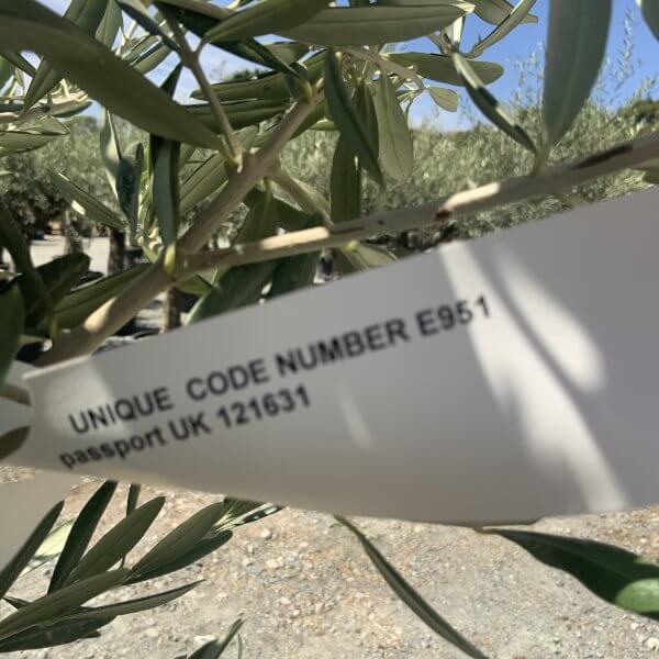 E951 Individual Multistem Olive Tree XXL (Semi Gnarled) - AACC9D91 D3E3 49FB 9658 EA3DA09380EF scaled
