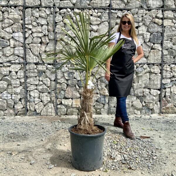 E909 Trachycarpus Fortunei (Chusan palm) - AAF0D5A4 B1B7 4E5B 896F C19E2F956E47 1 105 c