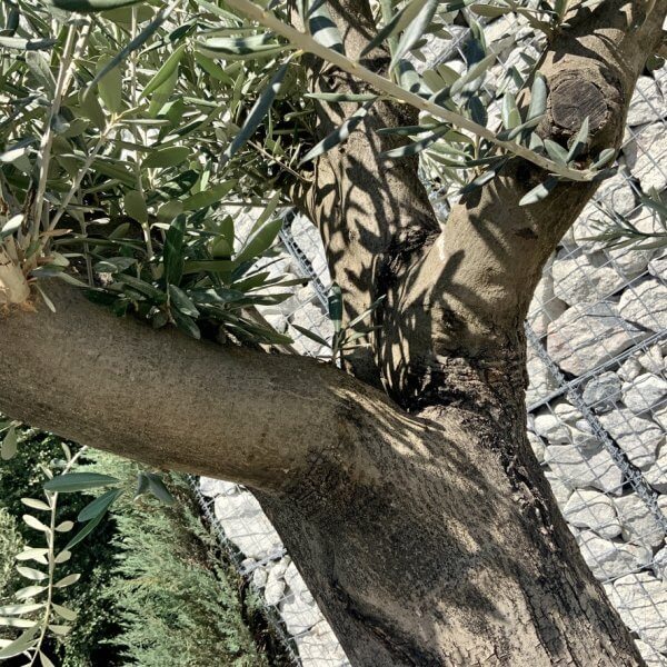 E961 Individual Multistem Olive Tree XXL (semi Gnarled) - BD009900 07F0 485D 9A73 F1170DCB482C 1 105 c