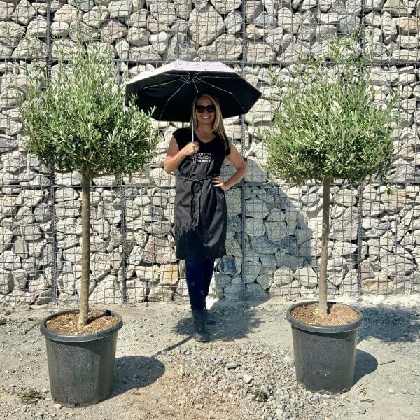 Tuscan Olive Tree Half Standard (Compact Crown) 'PAIR DEAL' - C7680811 4927 4B64 89EC 44D27E53FB6A scaled