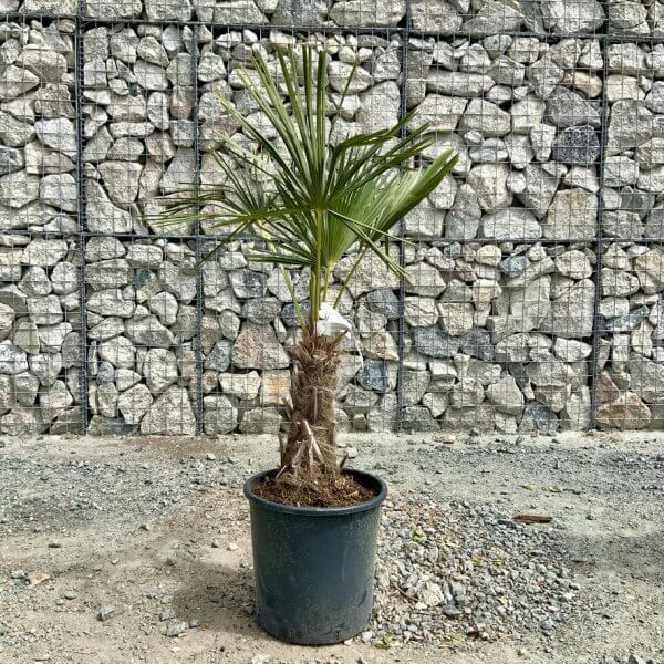 E909 Trachycarpus Fortunei (Chusan palm) - C7D2A32D AB62 4CBD A2CC D58413D6906D 1 105 c