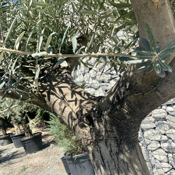 E954 Individual Multistem Olive Tree XXL (semi Gnarled) - D11BB5B7 7345 48DF B245 6A166154D3DC 1 105 c