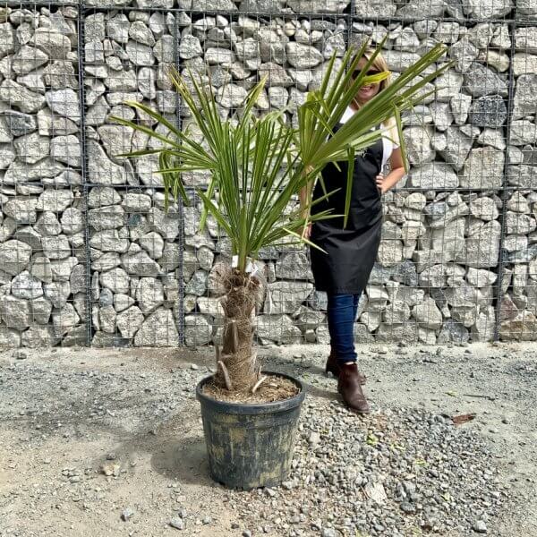 E916 Trachycarpus Fortunei (Chusan palm) - D624152A 01B4 41AB 8261 BF185AA42694 1 105 c