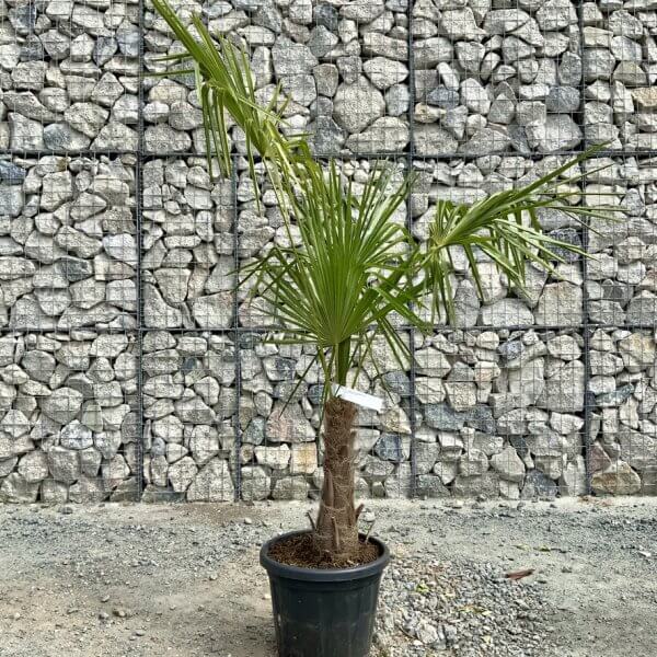 E902 Trachycarpus Fortunei (Chusan palm) - D7A8A682 E359 4B2B 8C82 F9A952154FD4 1 105 c