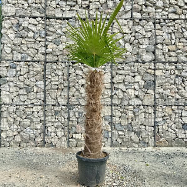 E897 Trachycarpus Fortunei (Chusan palm) - DB596617 CCA2 417D B473 D725E8003B73 1 105 c