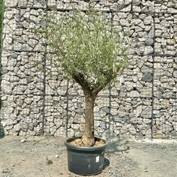 E998 Individual Multistem Olive Tree XXL (semi Gnarled) - DD55525C DC7E 420E 814A 2AC2B651BEA3 1 105 c