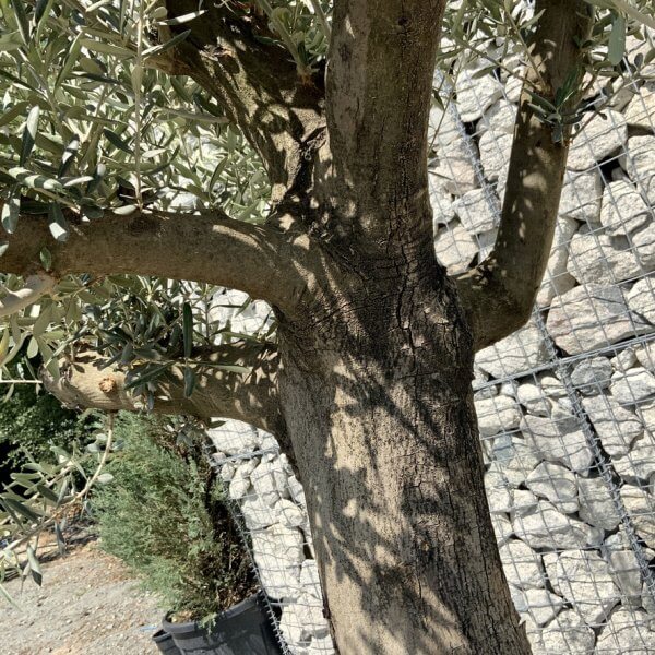 E970 Individual Multistem Olive Tree XXL (semi Gnarled) - DE8CF93A 1200 4989 8E73 F7F23ADFADCE 1 105 c
