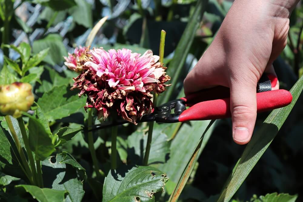 10 August Gardening Jobs You Must Complete - Deadheading border plants 10 August Gardening Jobs You Must Complete - Deadheading border plants