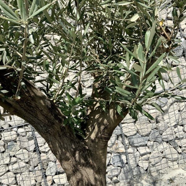E998 Individual Multistem Olive Tree XXL (semi Gnarled) - E429EF31 8C13 4A31 9DC8 555833CE8EE1 1 105 c