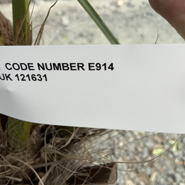 E914 Trachycarpus Fortunei (Chusan palm) - E5CC5C6A F9EA 42CB BF5D 5198556A5207 1 105 c