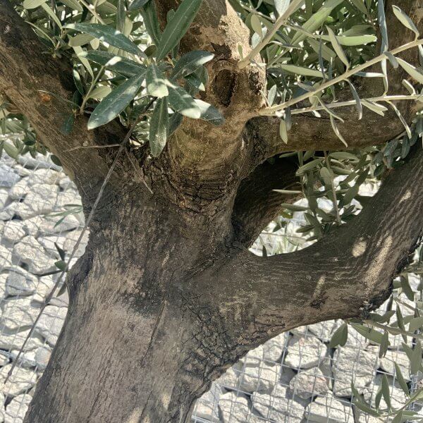 E949 Individual Multistem Olive Tree XXL (Semi Gnarled) - E9E92B81 493A 41E9 B312 630AABFDCF84 scaled