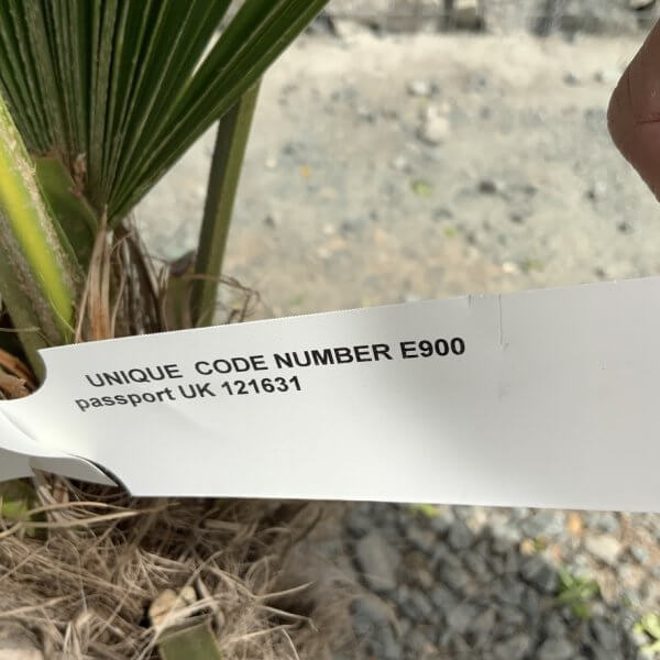 E900 Trachycarpus Fortunei (Chusan palm) - EDFD21AA 189F 4527 BDDB 9C5FBB40B0DE 1 105 c