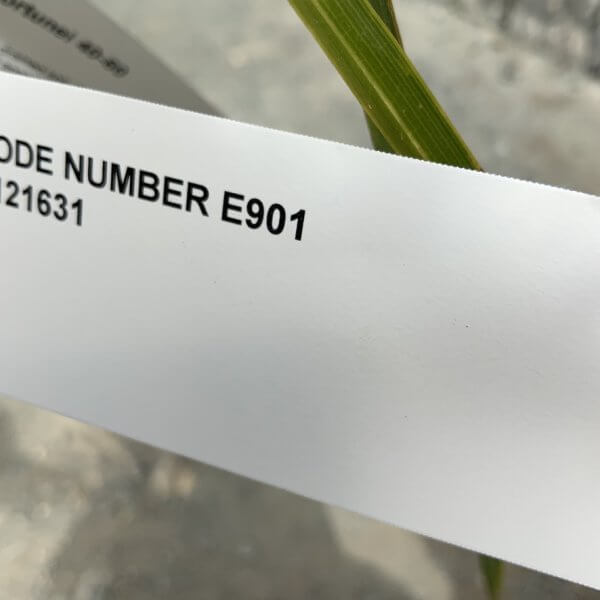 E901 Trachycarpus Fortunei (Chusan palm) - F22B1CD0 8973 4459 96AC 8727B0716233 1 105 c