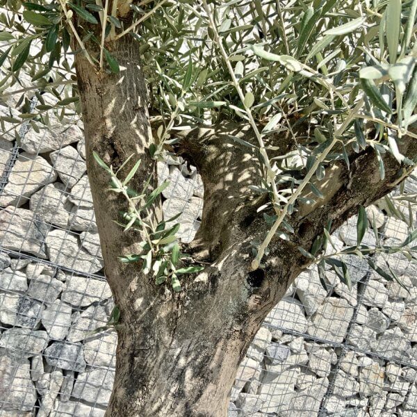 E974 Individual Multistem Olive Tree XXL (semi Gnarled) - F30E1B44 932E 4A08 B4A9 F7F24F429322 1 105 c