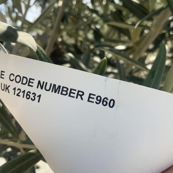 E960 Individual Multistem Olive Tree XXL (semi Gnarled) - F4223ECA 1200 4DA1 86EF E784F5622EFD 1 105 c