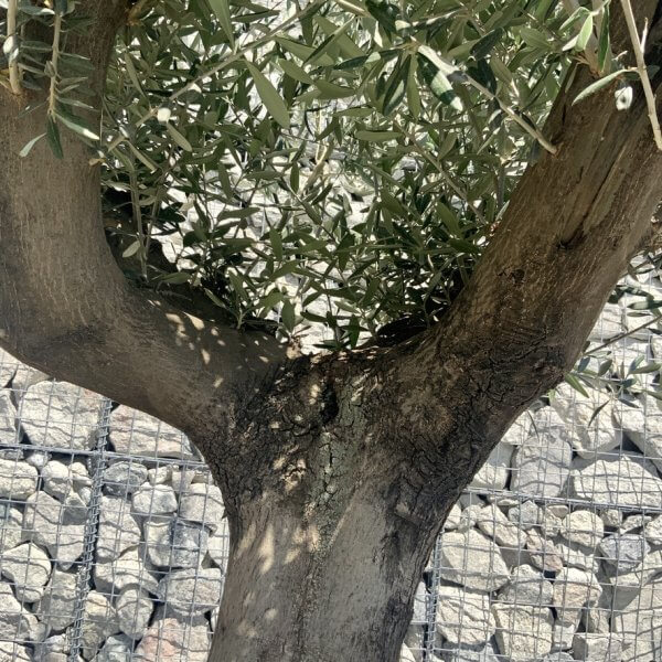 E952 Individual Multistem Olive Tree XXL (semi Gnarled) - F7C902A2 A567 4F79 BEEA F67F0DB32C6B 1 105 c 1