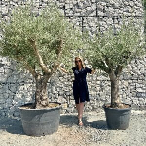 Multi Stem Olive Trees