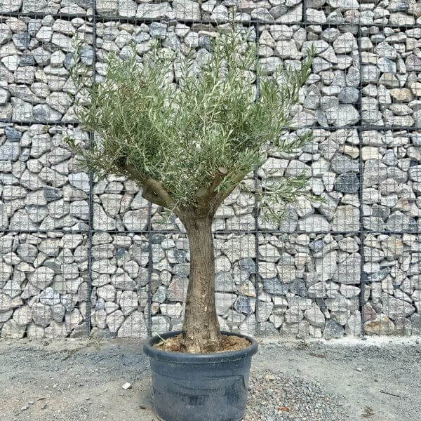 E972 Individual Multistem Olive Tree XXL (semi Gnarled) - FB5AD9A9 46EC 4914 B45F 756CA8CCB58E 1 105 c