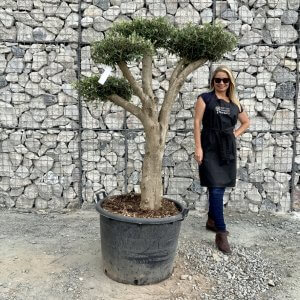 Buy Cloud Bonsai Olive Trees Uk Online Sale Wide Range